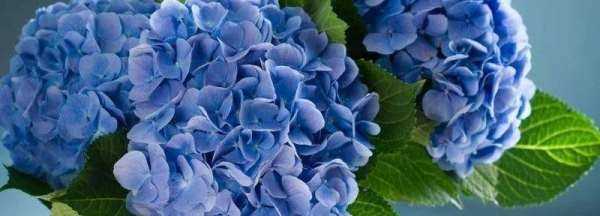 鮮花保鮮劑的作用,鮮花保鮮劑的作用以及三個(gè)保鮮劑配方圖4