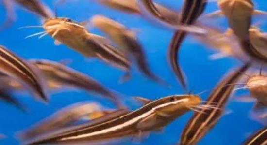 泥鰍養殖的成本利潤 泥鰍養殖的成本利潤