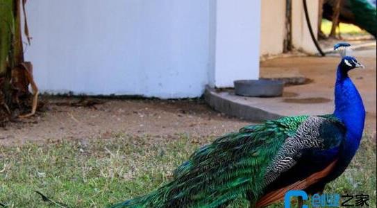 孔雀養殖前景和效益