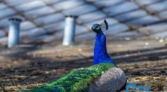 孔雀養殖前景和效益