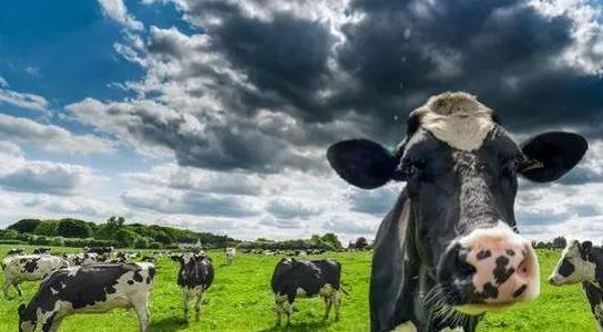 一頭奶牛多少錢(qián)