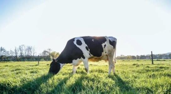 一頭奶牛多少錢(qián)