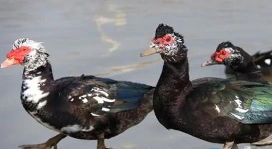 番鴨養殖成本與利潤