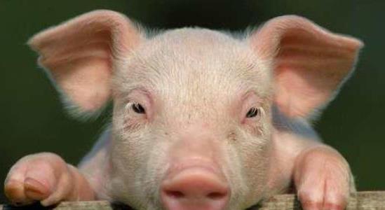 養一頭豬多少錢(qián)