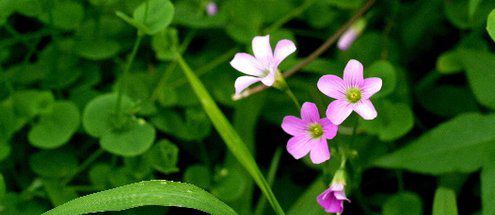 當愛(ài)走進(jìn)心靈，還有什么癥結不能融化的？